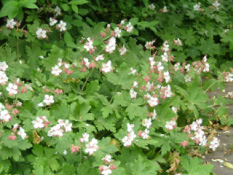 Geranium macrorrhizum 'Spessart' bestellen